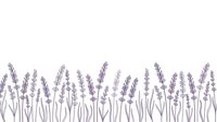 Purple lavender flowers in row border design isolated on white background for aromatherapy spa wellness natural organic botanical decoration.