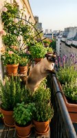 Siamese cat exploring rooftop garden with potted flowers and lavender plants overlooking urban cityscape, perfect for lifestyle and gardening content.