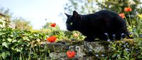 Black cat crouching on stone wall surrounded by red flowers and green foliage in garden setting, outdoor pet portrait.