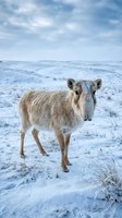 Reindeer standing in snowy arctic landscape with cloudy winter sky. Wild caribou in natural habitat during cold season for wildlife and nature content.