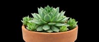 Succulent plants in terracotta pot isolated on transparent background, ready for t-shirt designs, clipart, stickers, print-on-demand products, and sublimation projects.