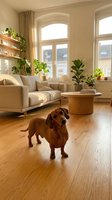 Cozy modern living room with dachshund dog, houseplants, beige sofa and wooden coffee table in bright apartment interior with large arched windows.