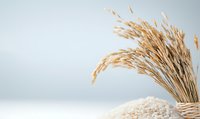 Dried rice plant stalks with grains standing in uncooked white rice heap against light blue background, minimalist food composition for healthy eating concept.
