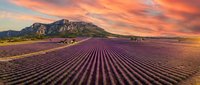Stunning lavender field rows stretching toward dramatic mountain landscape under vibrant orange sunset sky. Agricultural countryside scenery for travel and nature themes.