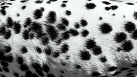 Spotted animal fur texture with black markings on white background, suitable for wildlife design, fashion prints, and textile applications.
