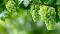 Fresh green grapes hanging on vine with lush leaves in vineyard. Organic fruit harvest season concept for winemaking and agriculture industry.