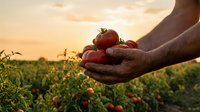 Farmer hands holding fresh ripe red tomatoes at sunset in organic vegetable garden field during golden hour harvest time.