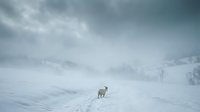 Reindeer walking through snowy landscape during blizzard conditions with heavy clouds overhead, suitable for winter travel and arctic wildlife content.