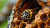 Honey bee emerging from honeycomb cell in beehive, macro view showing detailed insect anatomy against natural wax structure.