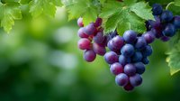 Fresh purple grapes hanging on vine with green leaves in vineyard, ripe fruit ready for harvest, winemaking and agriculture concept.