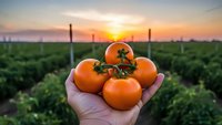 Fresh ripe tomatoes in farmer's hand at sunset in agricultural field. Organic vegetable harvest concept for healthy eating and sustainable farming.