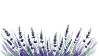 Watercolor lavender flowers with green leaves on white background, isolated botanical illustration for aromatherapy and spa design projects.