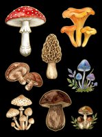 Watercolor mushroom clipart set with fly agaric, chanterelle, morel, and more. Isolated on transparent background, ready for stickers, t-shirt design, and print on demand.