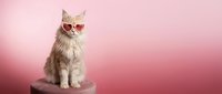 Fluffy white cat wearing stylish sunglasses sitting on pink surface against gradient pink background for trendy pet fashion and lifestyle concepts.