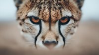 Close-up portrait of cheetah face showing distinctive tear marks and amber eyes against blurred natural background, highlighting predator's intense gaze.