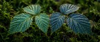 Young raspberry plant leaves with detailed vein patterns emerging from moss-covered ground in natural forest setting for botanical and gardening projects.
