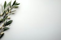 Fresh olive branch with green leaves on clean white background creating natural botanical frame with copy space for text and design elements.