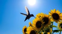 Hummingbird hovering near bright yellow sunflowers against clear blue sky with sun rays creating natural backlight for wildlife photography and nature themes.