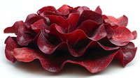 Red coral fungus with delicate wavy layers and ruffled edges on dark background, macro photography showing intricate natural texture and patterns.