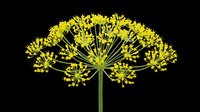 Bright yellow fennel flower head with delicate umbrella-shaped clusters isolated on transparent background. Ready for t-shirt designs, clipart, stickers, sublimation, and print-on-demand products.