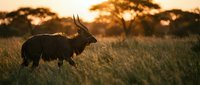 African antelope grazing in savanna grassland during golden hour sunset with acacia trees silhouetted against warm orange sky creating dramatic wildlife scene.