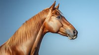 Majestic chestnut horse head profile against blue sky background showcasing strong facial features, flowing mane, and alert expression. Perfect for equestrian themes.