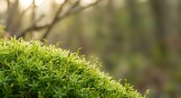 Fresh green moss growing in natural forest environment with soft sunlight filtering through blurred trees creating peaceful outdoor nature scene.