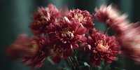 Burgundy chrysanthemum flowers in soft focus against dark background, creating dreamy atmospheric floral composition for greeting cards and romantic designs.