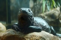 Large iguana reptile resting on rock in tropical habitat with natural lighting and green foliage background for wildlife photography.