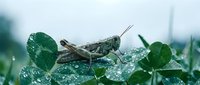 Grasshopper resting on wet green clover leaves with morning dew drops in natural outdoor garden setting for nature and wildlife photography projects.