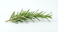 Isolated fresh rosemary sprig with needle-like green leaves on white background, ready for culinary, wellness, and design projects.