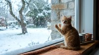 Ginger tabby cat sitting on windowsill watching falling snow outside, winter scene with snowy landscape and bare trees visible through glass window.
