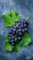 Fresh dark purple grapes with bright green leaves on textured blue background. Natural organic fruit composition for wine and harvest concepts.