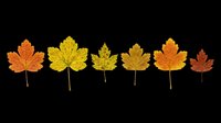 Seven autumn leaves in red, orange, and yellow tones, isolated on transparent background. Ready for fall clipart, stickers, t-shirt design, sublimation, and print on demand.