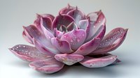 Pink succulent with water drops on petals against light background, macro photography showing delicate details and natural moisture on leaves.