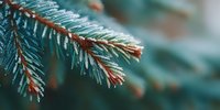 Frost-covered blue spruce branch with delicate ice crystals creating winter wonderland scene for seasonal holiday decorations and nature photography projects.
