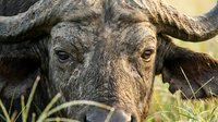 African buffalo with large curved horns resting in grassland, suitable for wildlife photography, nature documentaries, and educational materials about African fauna.