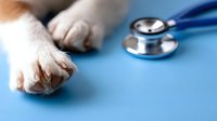 White cat paws and stethoscope on blue background at veterinary clinic, animal healthcare concept, selective focus on medical equipment.