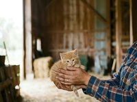 Ginger kitten held in hands of person wearing plaid shirt in rustic barn setting, farm animal care and pet adoption concept.