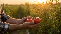 Farmer hands holding fresh ripe tomatoes at sunset in organic vegetable garden. Agricultural harvest concept for healthy food production and sustainable farming.