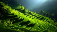 Vibrant green terraced rice fields cascade down mountainside with morning sunlight creating dramatic shadows across curved agricultural landscape in misty atmosphere.