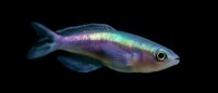 Iridescent tropical fish with rainbow-colored scales swimming gracefully against black background, displaying vibrant metallic hues from purple to green in natural motion.