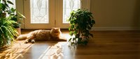 Ginger cat relaxing on wooden floor in sunlit room with potted plants and decorative windows, home interior design.