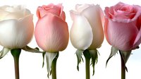 Fresh pink and white roses in a row against light background, elegant floral composition showing delicate petals and natural stems for wedding and romantic designs.