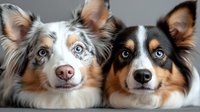 Two adorable Australian Shepherd dogs with striking blue eyes lying together, showcasing their beautiful merle and tricolor coats in a heartwarming portrait.