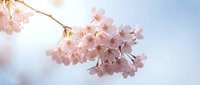 Delicate pink cherry blossom branch against soft blue sky background, spring flowering tree with tender petals in full bloom for seasonal designs.