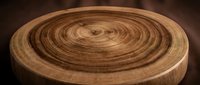 Cross-section of tree trunk showing annual growth rings, suitable for forestry, environmental education, woodworking, and nature-themed designs.