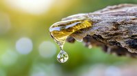 Golden drop of tree sap or resin forming on bark with water droplet falling, captured in macro photography against soft bokeh natural background.