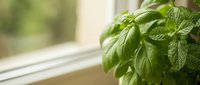 Fresh green basil plant with vibrant leaves growing in pot on sunny windowsill for cooking, gardening and herb cultivation at home.