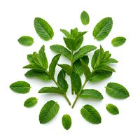 Fresh mint leaves arranged in circular pattern on white background, isolated herb ready for culinary, beverage, wellness and design projects.